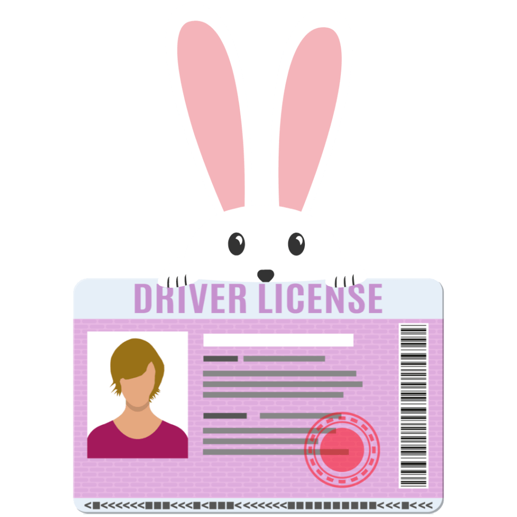 Coniglio pasquale regge una patente di guida